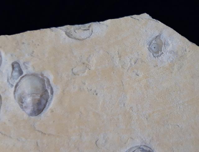 Terebratula sp. MUELLER 1776 - Bild &copy; FossNet FossilienStore